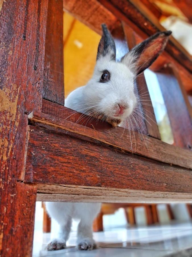 Follow The Rabbit Bungalow Гили-Эйр Экстерьер фото